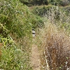 Plants: image 77 Of 94 Thumb